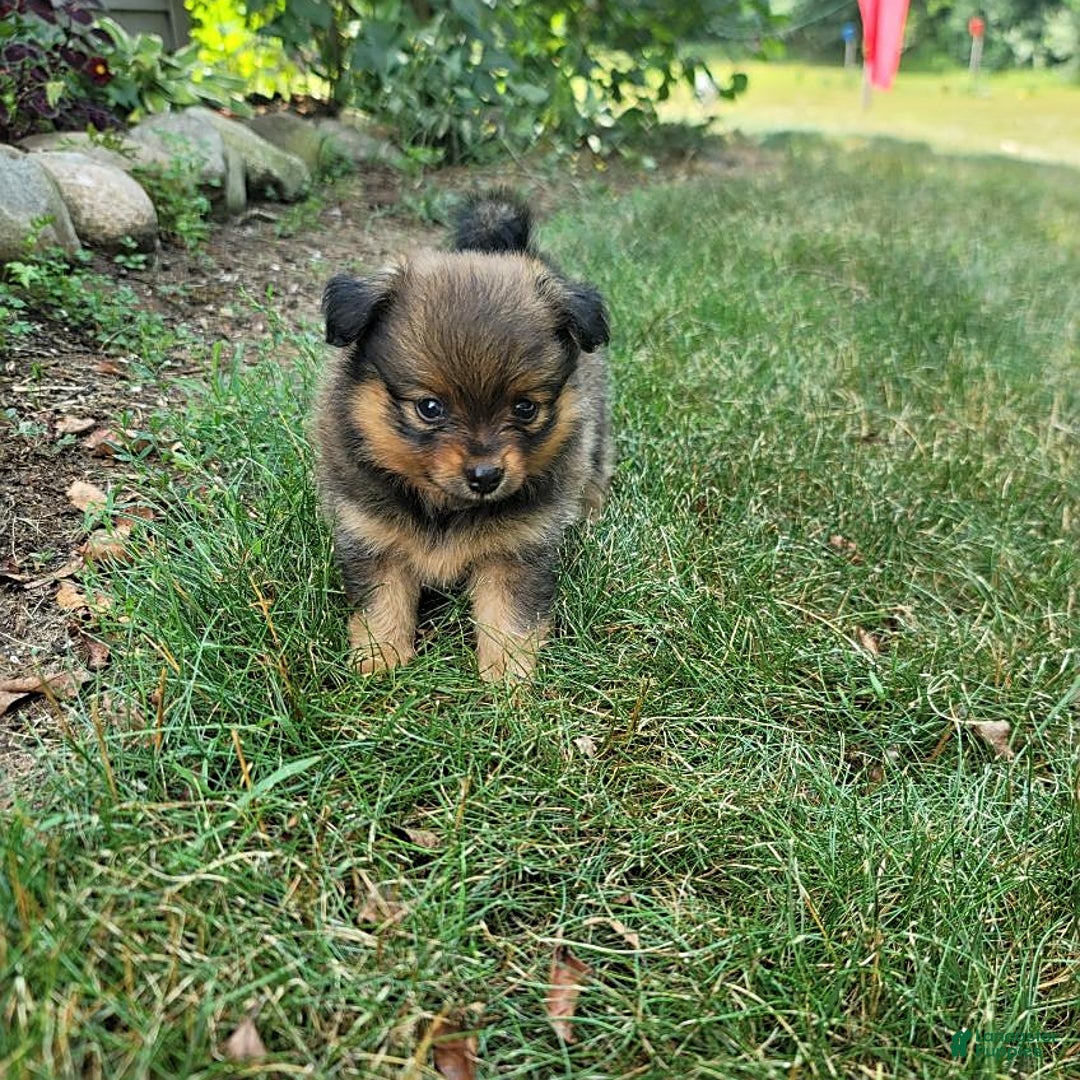Pomeranian dogs for sale: Lacey - Image 2