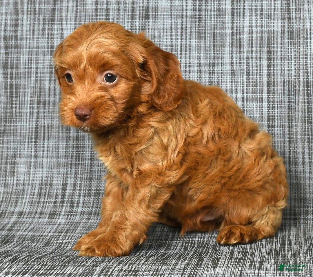 Cavapoo dogs for sale: Bruno - Image 3