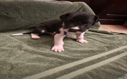 Great Dane dogs for sale: Blue Boy - Image 1