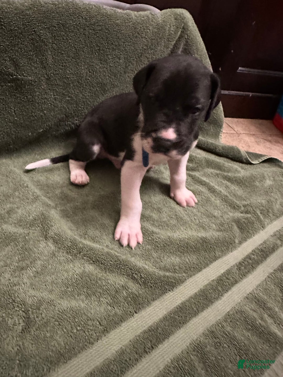 Great Dane dogs for sale: Blue Boy - Image 1