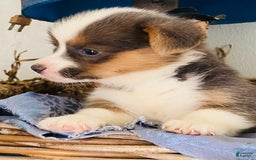 Welsh Corgi Pembroke dogs for sale: Bluie Girl - Image 9