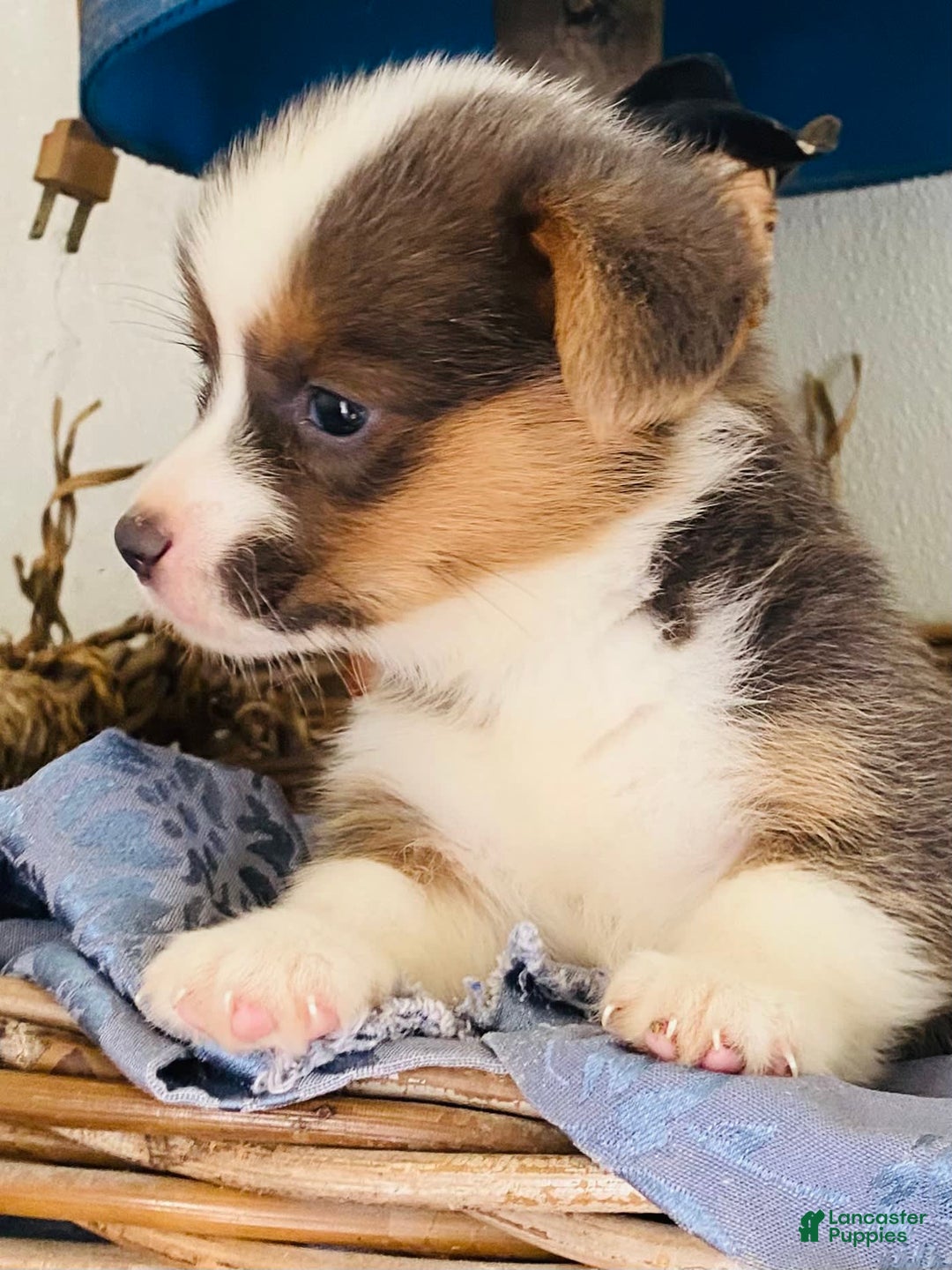 Welsh Corgi Pembroke dogs for sale: Bluie Girl - Image 9