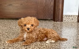 Maltipoo dogs for sale: Jordan - Image 6