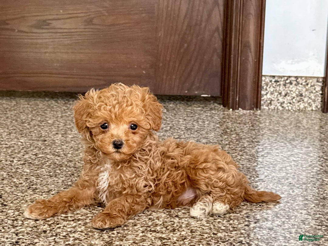Maltipoo dogs for sale: Jordan - Image 6