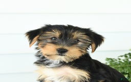 Yorkshire Terrier dogs for sale: Pepper - Image 3