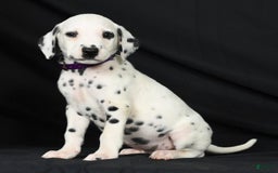 Dalmatian dogs for sale: Max - Image 9