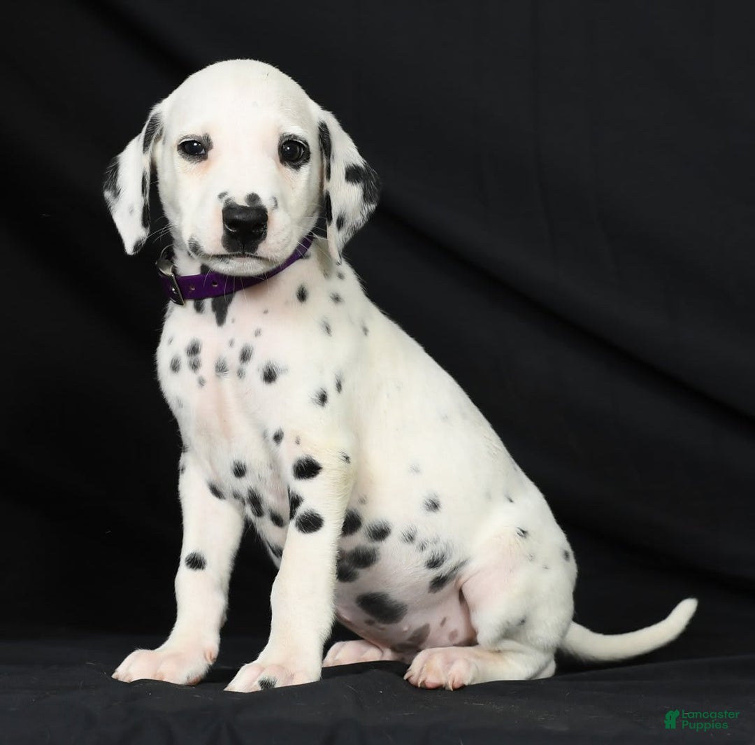 Dalmatian dogs for sale: Max - Image 9