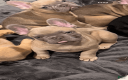 French Bulldog dogs for sale: Zina - Image 3