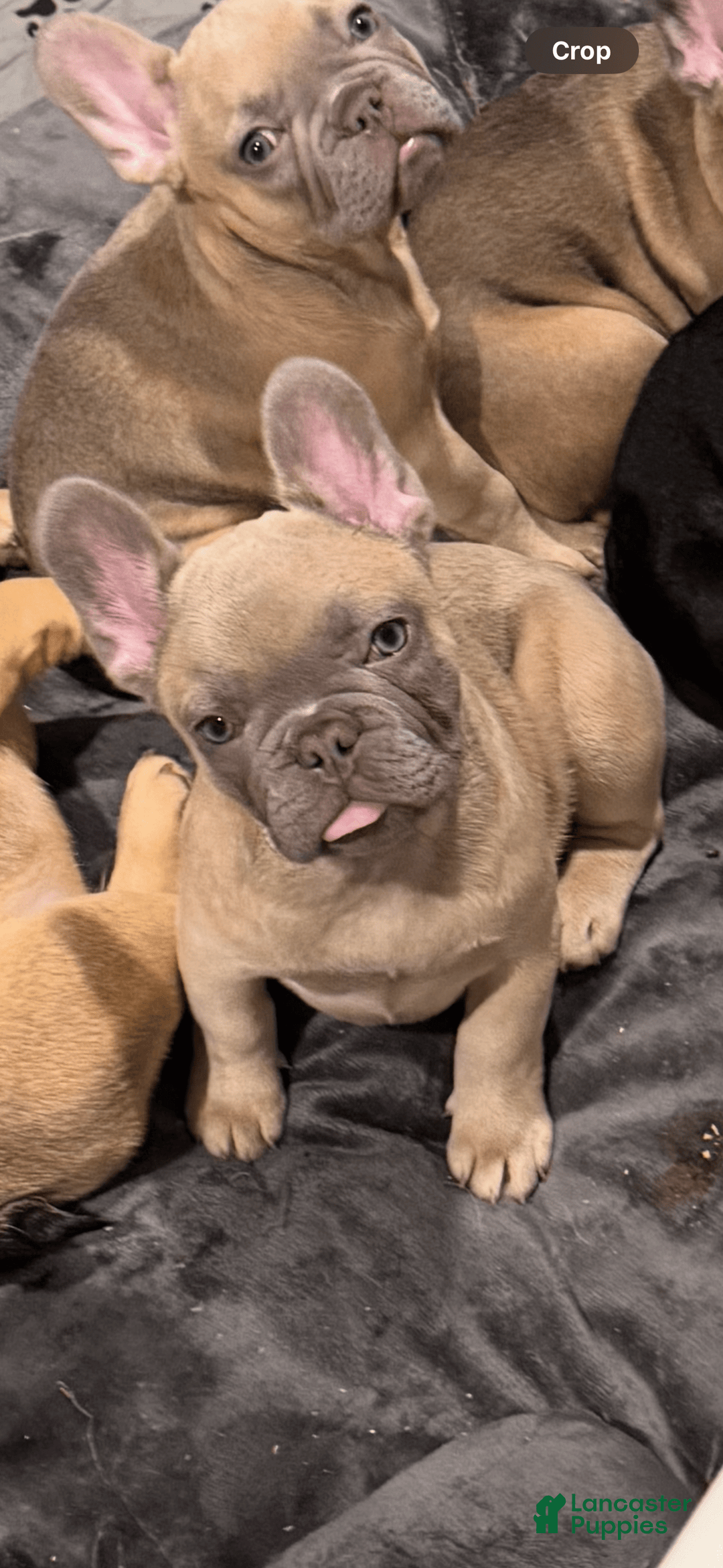 French Bulldog dogs for sale: Zina - Image 3
