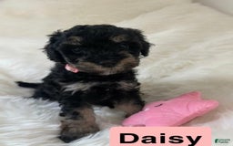 Cavapoo dogs for sale: Daisy - Image 3