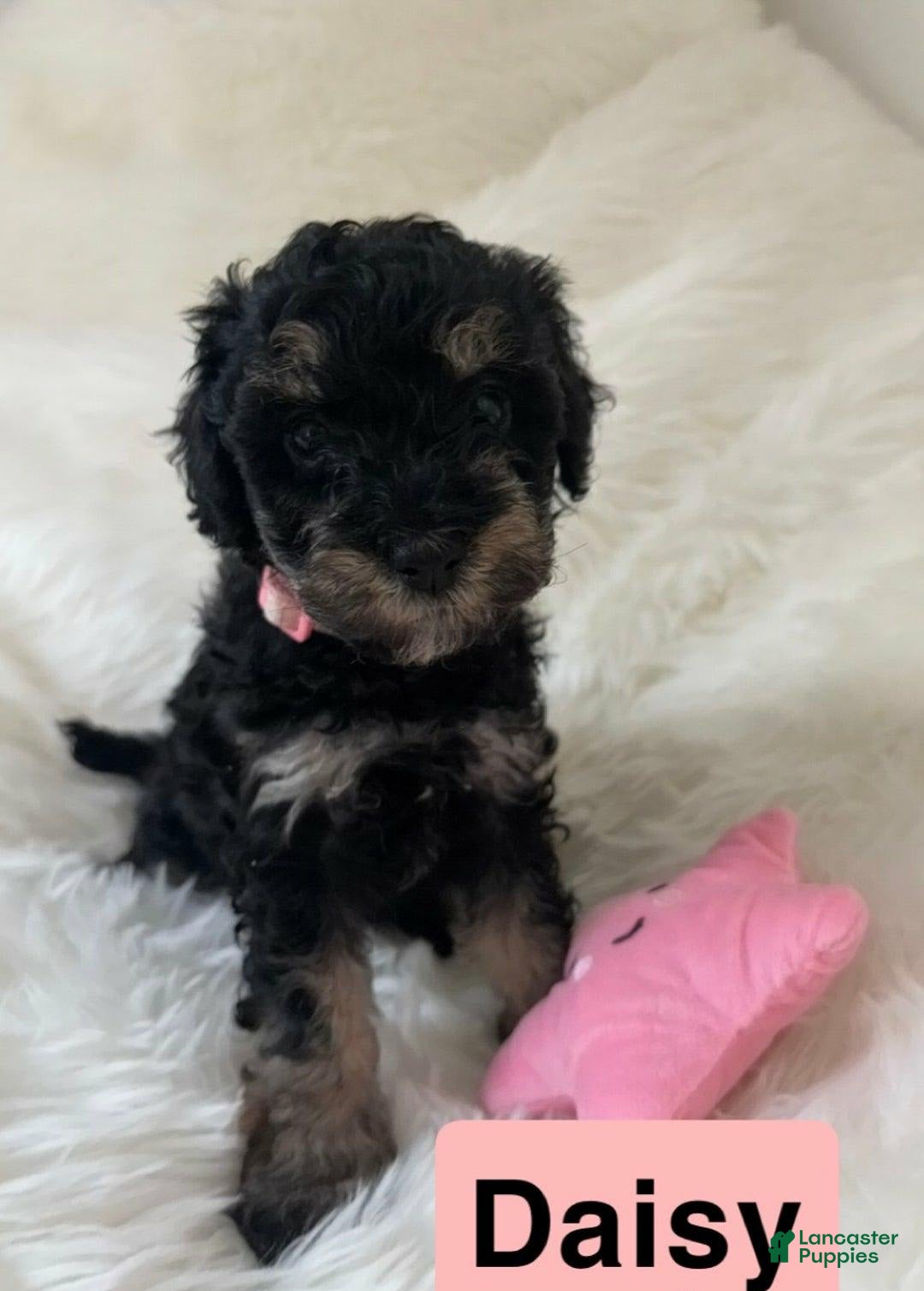 Cavapoo dogs for sale: Daisy - Image 3