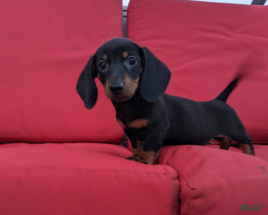 Miniature Dachshund dogs for sale: Freddie - Image 1
