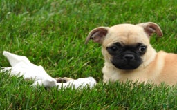 Jug dogs for sale: Jennie - Image 4
