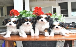 Cavalier King Charles Spaniel dogs for sale: Cody - Image 5