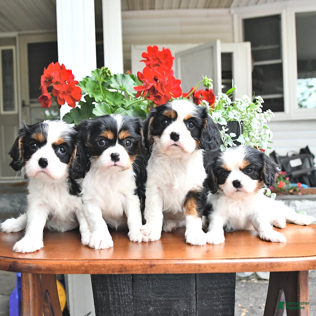 Cavalier King Charles Spaniel dogs for sale: Cody - Image 5