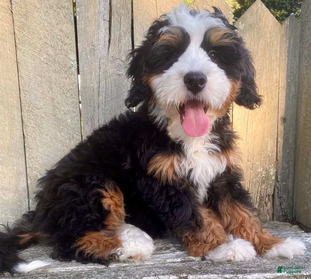 Mini Bernedoodle dogs for sale: ❤️ Boston Ma ❤️ Mini Bernedoodle - Image 10