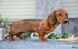 Miniature Dachshund dogs for sale: Garnet - Image 3