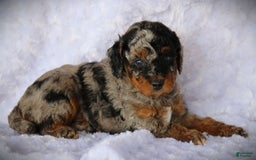 Miniature Poodle dogs for sale: Davis - Image 4
