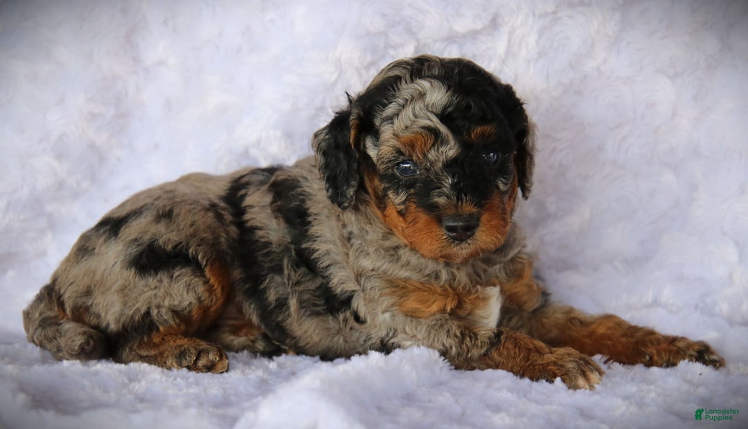Miniature Poodle dogs for sale: Davis - Image 4