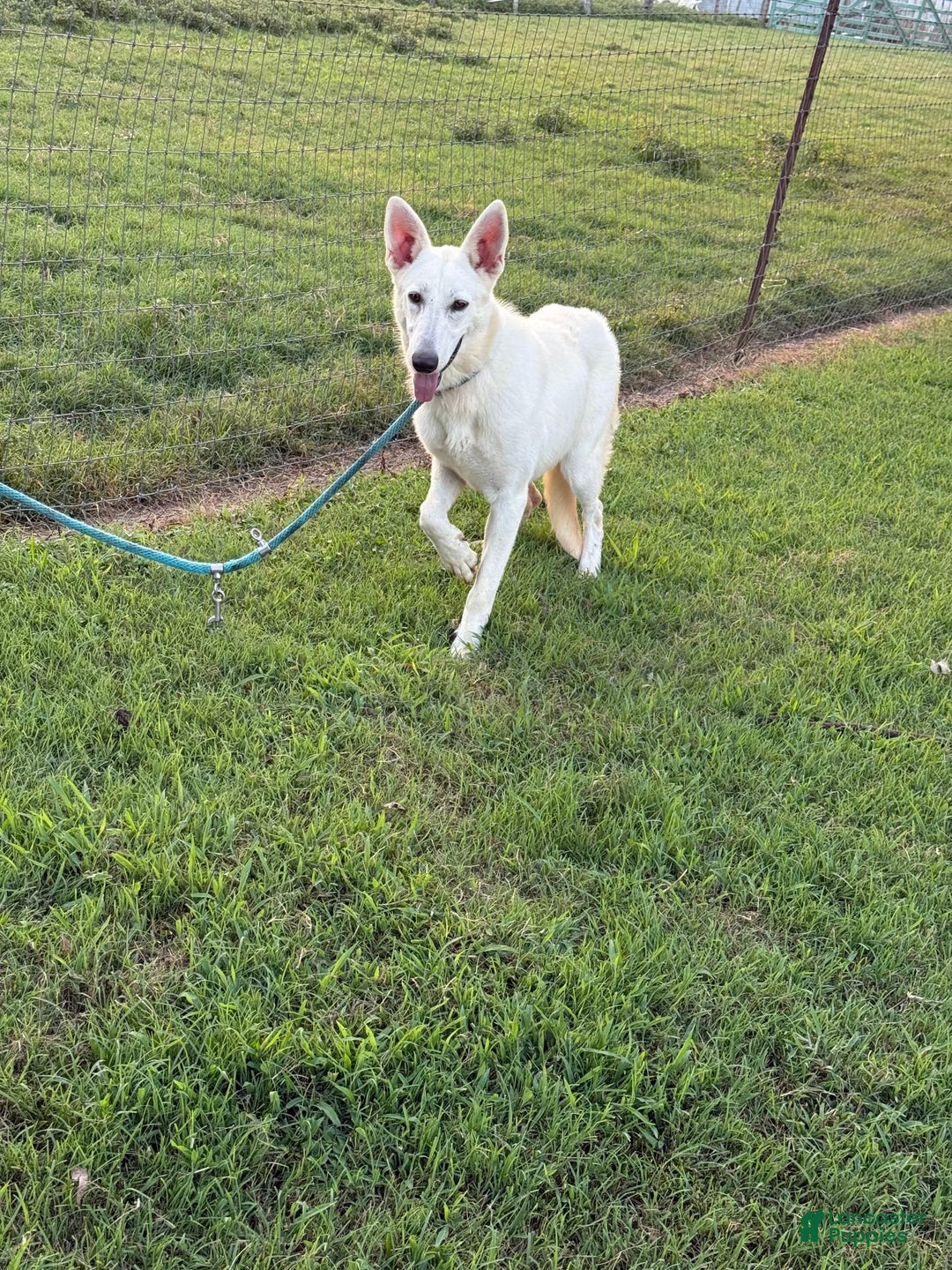 German Shepherd dogs for sale: Luna - Image 4