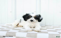 Cavapoo dogs for sale: Utah - Image 2