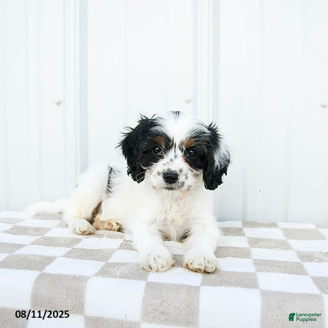 Cavapoo dogs for sale: Utah - Image 2