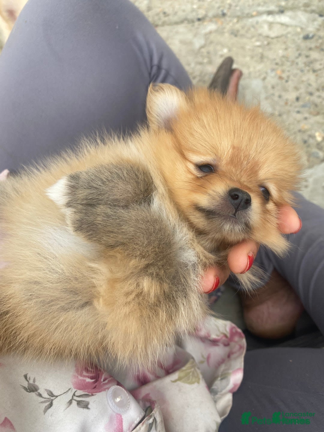 Pomeranian dogs for sale: Jamie - Image 4
