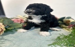 Mini Bernedoodle dogs for sale: Diamond - Image 3