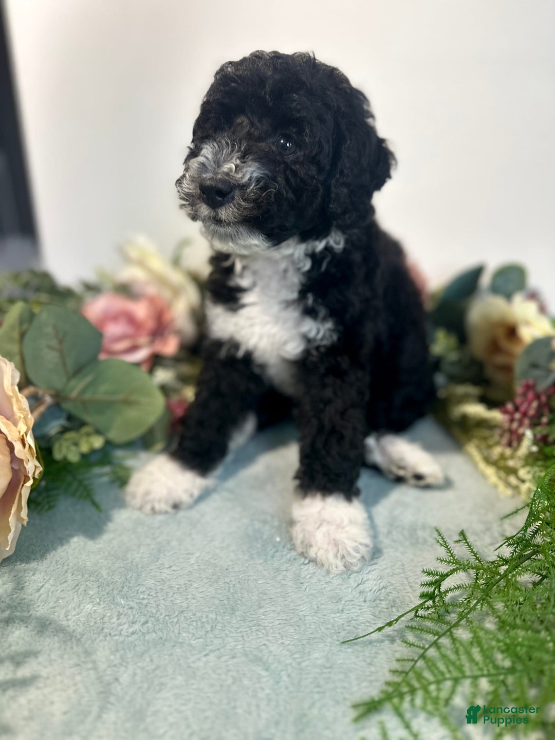 Mini Bernedoodle dogs for sale: Diamond - Image 3