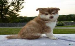 Pomsky dogs for sale: River - Image 10