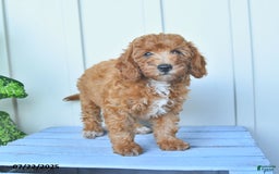 Mini Goldendoodle dogs for sale: Metro - Image 7