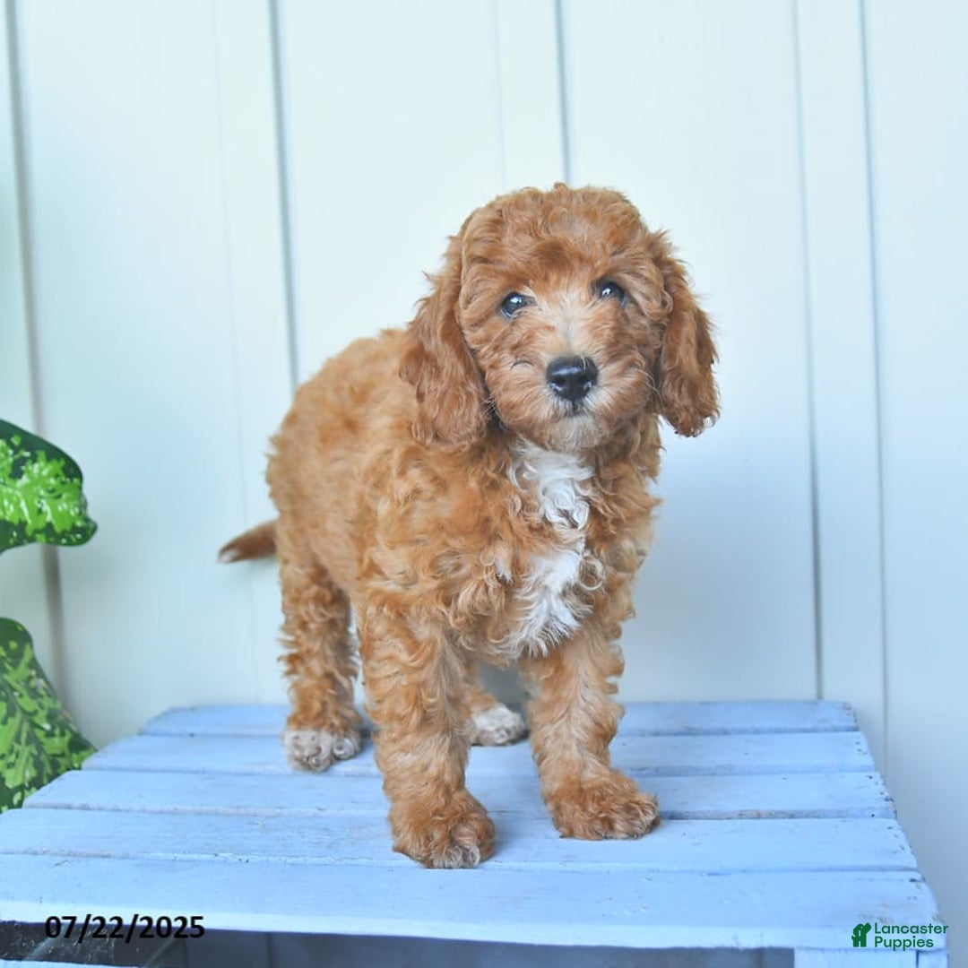 Mini Goldendoodle dogs for sale: Metro - Image 7