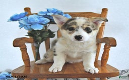 American Eskimo dogs for sale: Archie - Image 3