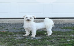 Malshi dogs for sale: Dandy - Image 7