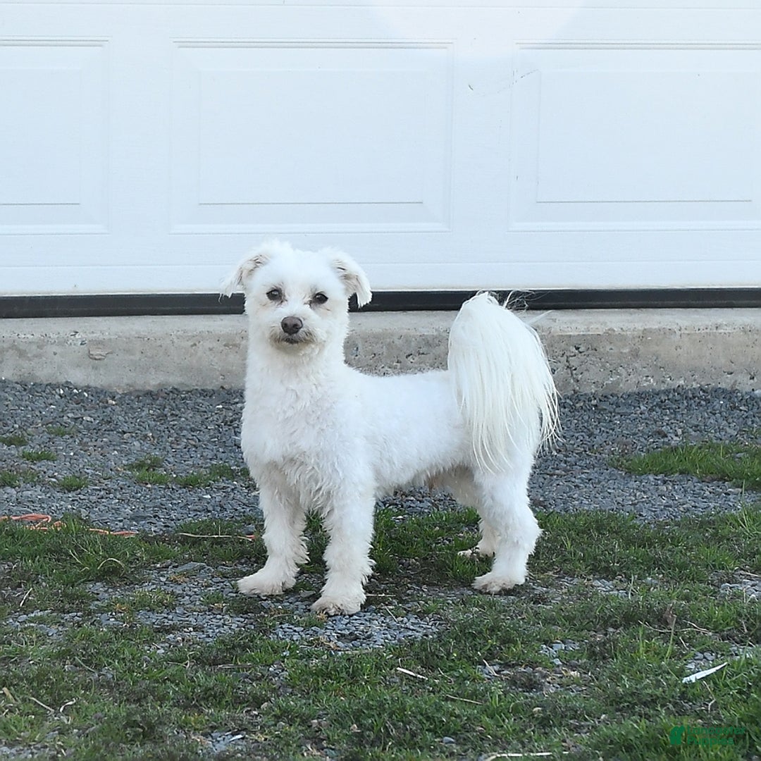 Malshi dogs for sale: Dandy - Image 7