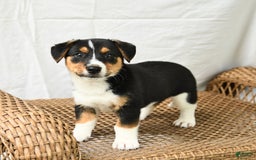 Jack Russell Terrier dogs for sale: Jack Russell Terrier 5 puppies - Image 11