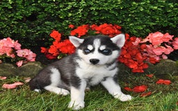 Siberian Husky dogs for sale: Wolf - Image 3