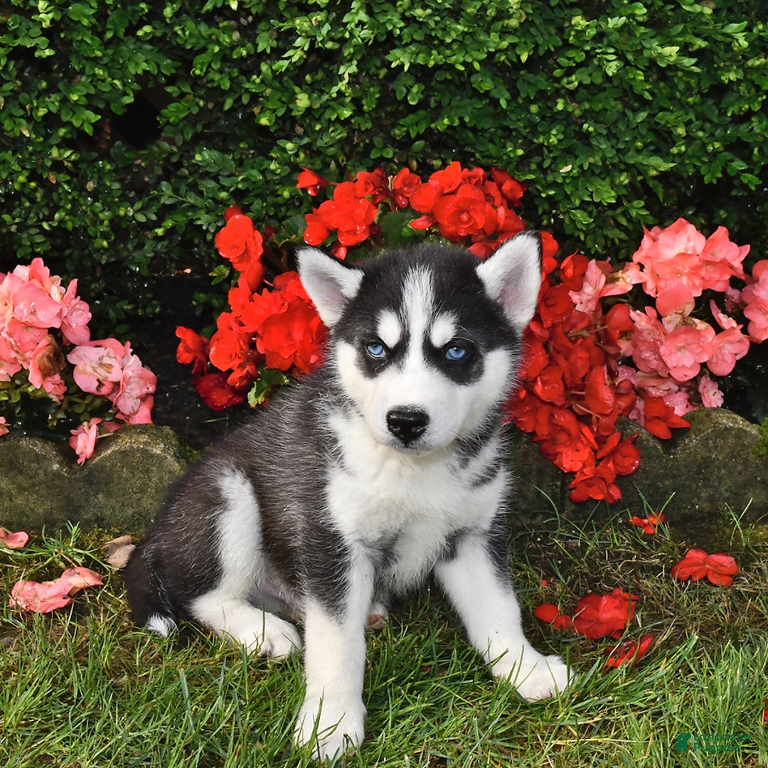 Siberian Husky dogs for sale: Wolf - Image 3