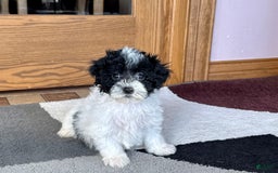 Havapoo dogs for sale: Norm - Image 6