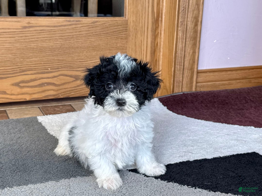 Havapoo dogs for sale: Norm - Image 6