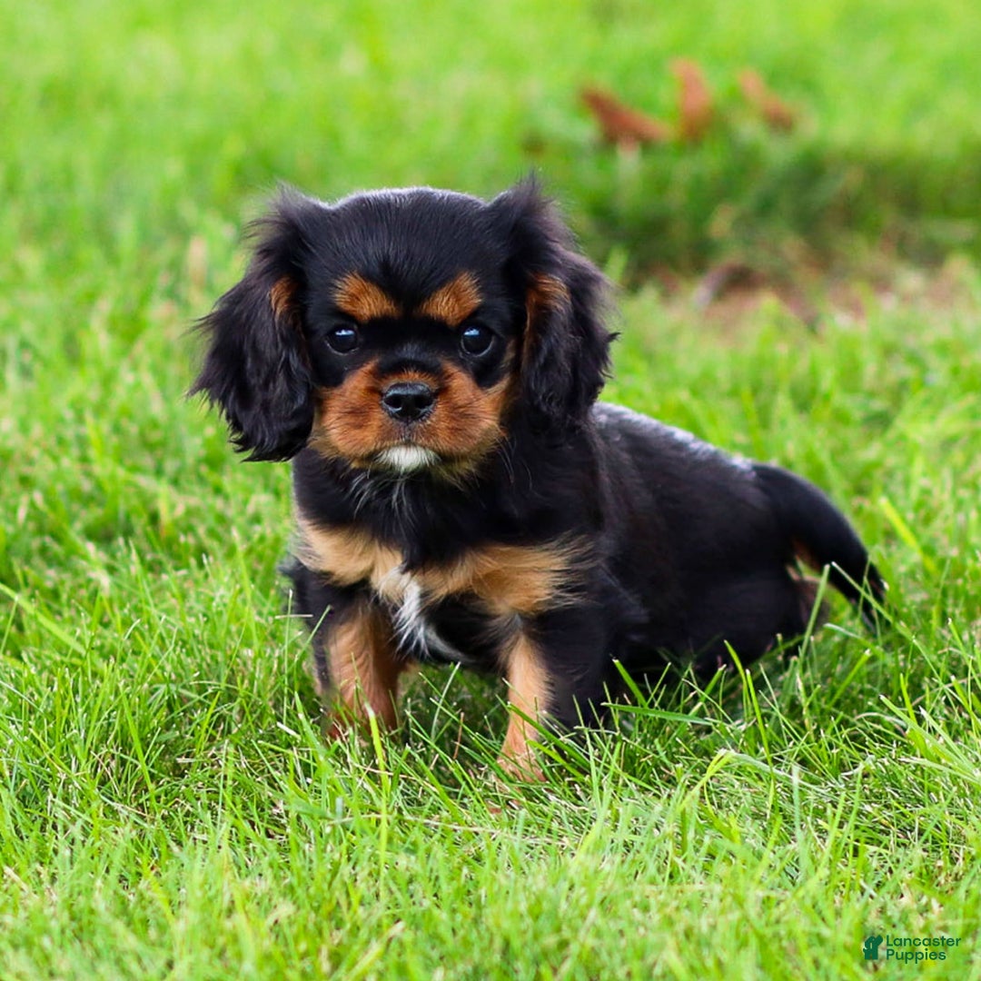 Cavalier King Charles Spaniel dogs for sale: Rocky - Image 18