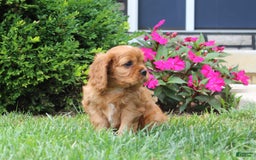 Cavalier King Charles Spaniel dogs for sale: Bentley - Image 8