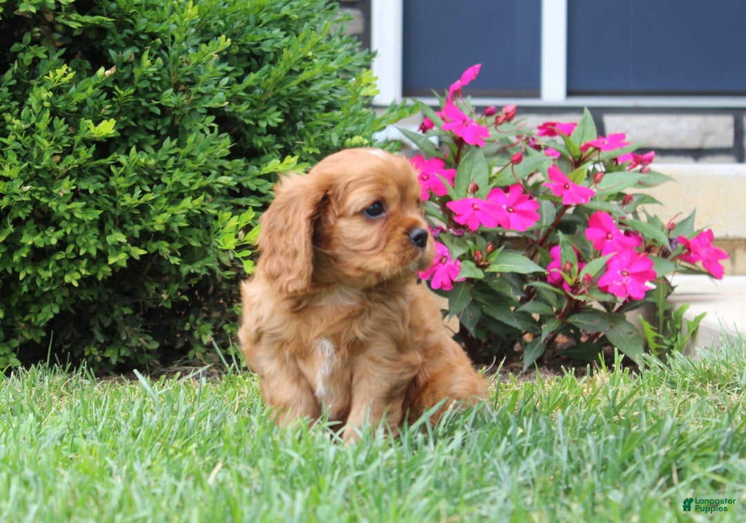 Cavalier King Charles Spaniel dogs for sale: Bentley - Image 8