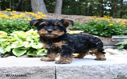 Yorkshire Terrier dogs for sale: Milo - Image 3