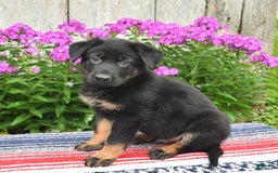 German Shepherd dogs for sale: Ozzy - Image 2