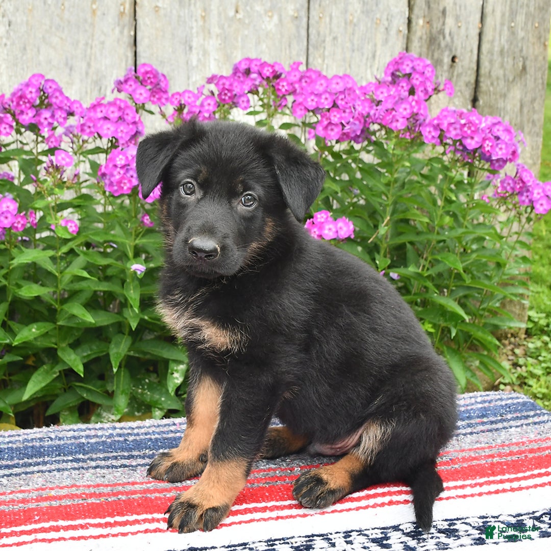 German Shepherd dogs for sale: Ozzy - Image 2