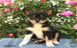 Smooth Fox Terrier dogs for sale: Ora - Image 4