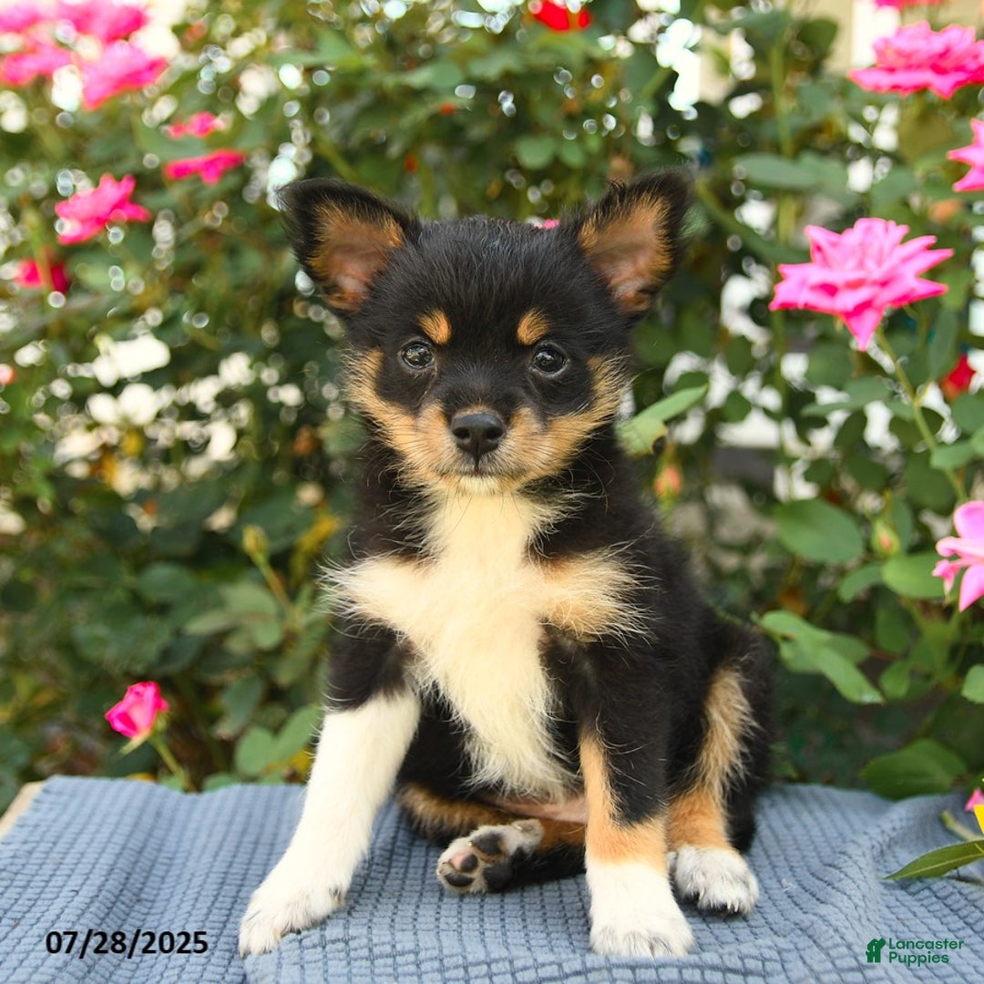 Smooth Fox Terrier dogs for sale: Ora - Image 4