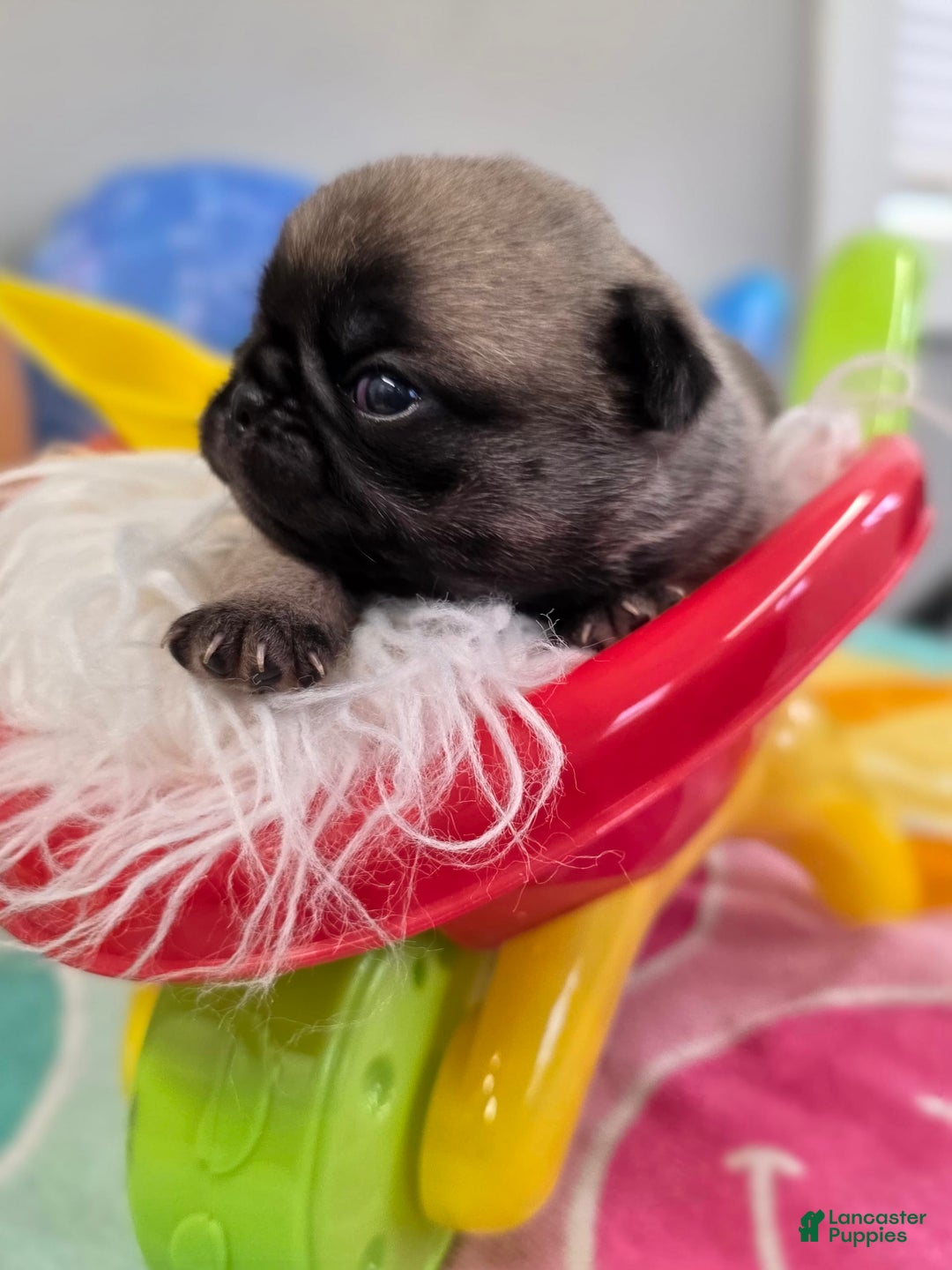 Pug dogs for sale: Lona - Image 10