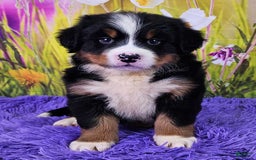 Bernese Mountain Dog dogs for sale: Glory - Image 1